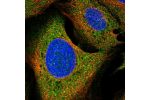Immunofluorescent staining of human cell line U-2 OS shows localization to plasma membrane, cytosol & cytoplasmic bodies.