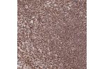 Immunohistochemical staining of human tonsil shows strong nuclear positivity in non-germinal center cells.