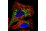 Immunofluorescent staining of human cell line A549 shows localization to endosomes & lysosomes.