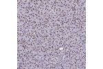 Immunohistochemical staining of human pancreas shows strong nuclear positivity in exocrine glandular cells.