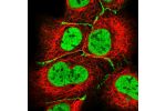 Immunofluorescent staining of human cell line HEK 293 shows localization to nucleus & cell junctions.