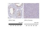 Immunohistochemistry analysis in human testis and pancreas tissues using HPA058546 antibody. Corresponding GPX4 RNA-seq data are presented for the same tissues.