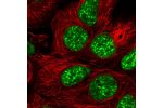 Immunofluorescent staining of human cell line HEK 293 shows localization to nuclear speckles.