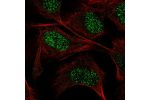 Immunofluorescent staining of human cell line U-2 OS shows localization to nucleus.