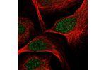 Immunofluorescent staining of human cell line U-2 OS shows localization to nucleoplasm.