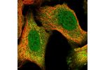 Immunofluorescent staining of human cell line U-2 OS shows localization to nucleoplasm & cytosol.