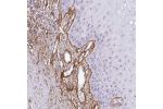 Immunohistochemical staining of human oral mucosa shows moderate nuclear positivity in squamous epithelial cells and distinct staining in vascular smooth muscle and basement membrane.