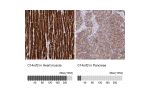 Immunohistochemistry analysis in human heart muscle and pancreas tissues using Anti-C14orf2 antibody. Corresponding C14orf2 RNA-seq data are presented for the same tissues.