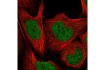 Immunofluorescent staining of human cell line U-2 OS shows localization to nucleoplasm.