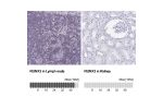 Immunohistochemistry analysis in human lymph node and cerebral cortex tissues using Anti-RUNX3 antibody. Corresponding RUNX3 RNA-seq data are presented for the same tissues.
