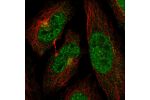 Immunofluorescent staining of human cell line HeLa shows localization to nuclear speckles & the Golgi apparatus.