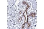 Immunohistochemical staining of human breast shows strong cytoplasmic positivity in glandular cells.