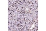 Immunohistochemical staining of human salivary gland shows nuclear positivity in glandular cells.
