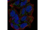 Immunofluorescent staining of human cell line Hep G2 shows localization to nucleoplasm & mitochondria.