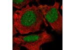 Immunofluorescent staining of human cell line U-2 OS shows localization to nucleoplasm & nuclear bodies.
