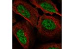 Immunofluorescent staining of human cell line U-2 OS shows localization to nucleoplasm & nuclear bodies.
