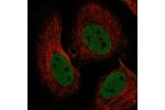 Immunofluorescent staining of human cell line HeLa shows localization to nucleoplasm.