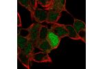 Immunofluorescent staining of human cell line HEK 293 shows localization to nucleus.