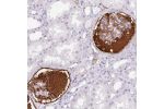 Immunohistochemical staining of human kidney shows distinct positivity in plasma.