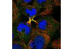 Immunofluorescent staining of human cell line CACO-2 shows localization to cytokinetic bridge & vesicles.