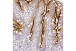 Immunohistochemical staining of human duodenum shows luminal membranous positivity in glandular cells.