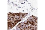 Immunohistochemical staining of human pancreas shows strong cytoplasmic positivity in exocrine glandular cells.