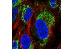 Immunofluorescent staining of human cell line U-2 OS shows localization to mitochondria.