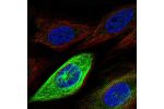 Immunofluorescent staining of human cell line SiHa shows localization to microtubules.