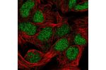 Immunofluorescent staining of human cell line HEK 293 shows localization to nucleus.