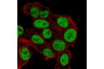 Immunofluorescent staining of human cell line Hep G2 shows localization to nucleoplasm.