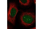 Immunofluorescent staining of human cell line U-2 OS shows localization to nucleus & centrosome.