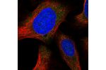 Immunofluorescent staining of human cell line U-2 OS shows localization to cytosol.