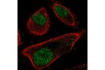 Immunofluorescent staining of human cell line PC-3 shows localization to nucleus.