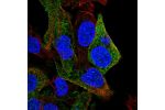Immunofluorescent staining of human cell line Hep G2 shows localization to plasma membrane & cytosol.