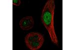 Immunofluorescent staining of human cell line PC-3 shows localization to nucleus.