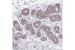 Immunohistochemical staining of human breast shows moderate cytoplasmic positivity in glandular cells.