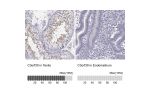 Immunohistochemistry analysis in human testis and endometrium tissues using Anti-C3orf30 antibody. Corresponding C3orf30 RNA-seq data are presented for the same tissues.