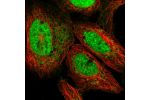Immunofluorescent staining of human cell line U-2 OS shows localization to nucleoplasm & mitochondria.