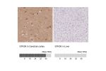 Immunohistochemistry analysis in human cerebral cortex and liver tissues using Anti-STK39 antibody. Corresponding STK39 RNA-seq data are presented for the same tissues.