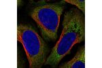 Immunofluorescent staining of human cell line U-2 OS shows localization to cytosol.