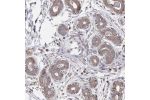 Immunohistochemical staining of human breast shows moderate positivity in cytoplasm in glandular cells.