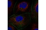 Immunofluorescent staining of human cell line CACO-2 shows localization to centrosome & cell junctions.