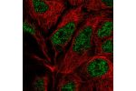 Immunofluorescent staining of human cell line CACO-2 shows localization to nucleoplasm.