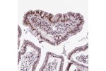 Immunohistochemical staining of human small intestine shows strong nuclear and cytoplasmic positivity in glandular cells.