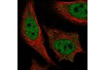 Immunofluorescent staining of human cell line HeLa shows localization to nucleoplasm.