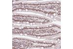 Immunohistochemical staining of human small intestine showsstrong nuclear positivity in glandular cells.