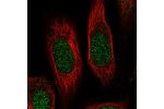 Immunofluorescent staining of human cell line U-2 OS shows localization to nucleoplasm.
