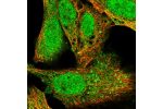 Immunofluorescent staining of human cell line U-2 OS shows localization to nucleus & cytosol.