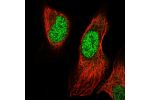 Immunofluorescent staining of human cell line U-2 OS shows localization to nucleoplasm.