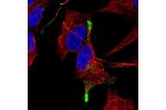 Immunofluorescent staining of human cell line SH-SY5Y shows localization to vesicles.